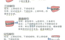 矫正牙齿的原理图解