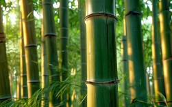 珠海种植牙九龍的权威性如何确认？