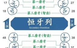 正畸拔牙要拔几颗