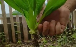 上海种植最简单方法