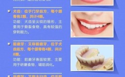 牙列的三种基本类型分别是什么？