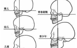 正畸与颅面生长发育图