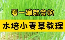 怎么种麦芽？详细方法步骤有哪些？