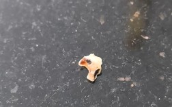 正畸中门牙脱落