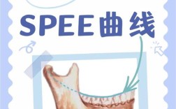 正畸spee曲线