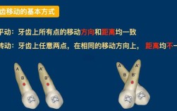 正畸中牙根的移动