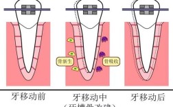 正畸功能矫治的原理
