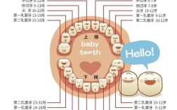 长出新牙有科学方法吗？如何实现牙齿再生？