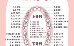 一个最多能种几棵牙