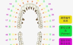 记录牙方法中46具体指哪颗牙齿？
