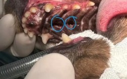 上颌骨缺损修复方法有哪些临床选择与应用策略？