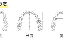 正畸牙弓长度预测方法有何科学依据？