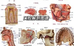 口腔分区方法有哪些？各有何不同及临床意义？