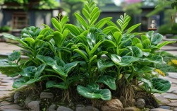 太原哪里种植的牙好