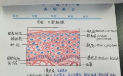 口腔干细胞保存方法