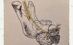 拔牙常用麻醉方法有哪些？如何选择最合适的？