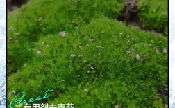 去除苔藓的方法