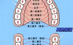 牙齿的分类方法有哪些？全面解析不同标准下具体划分为哪些类型？