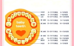恒牙撞掉了，几天后能种牙？