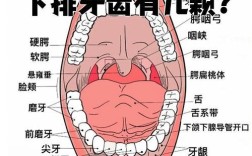下颌牙齿排列方法