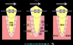正畸控和移动分别指什么？