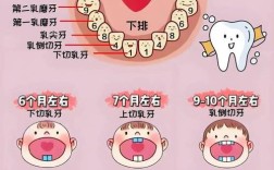牙的图示表达方法有哪些？不同图示类型如何精准传递牙齿结构、功能及病变信息？