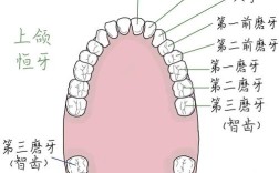 口腔科牙齿的表示方法