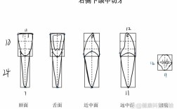 乳下颌中切牙拔除的方法步骤有哪些？