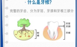 正畸治疗中如何有效防止牙根吸收？关键措施有哪些？