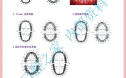口腔牙列记录方法有哪些？如何正确应用？