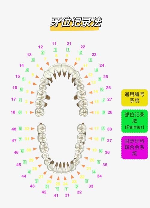 记录牙方法中46具体指哪颗牙齿?-图1 记录牙方法中46具体指哪颗牙齿?-图1
