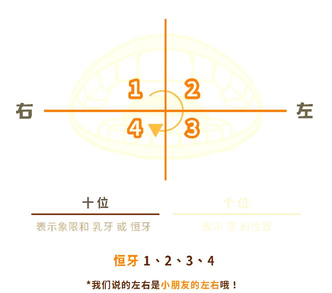 记录牙方法中46具体指哪颗牙齿?-图3 记录牙方法中46具体指哪颗牙齿?-图3