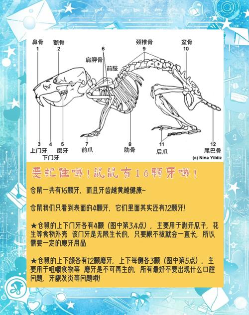 治疗老鼠牙哪种方法效果最好?-图3 治疗老鼠牙哪种方法效果最好?-图3