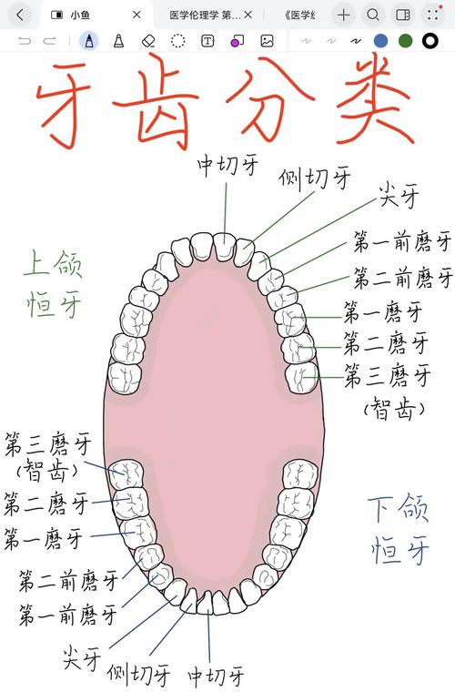 口腔科牙齿的表示方法-图1 口腔科牙齿的表示方法-图1