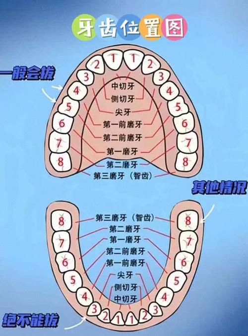 口腔科牙齿的表示方法-图2