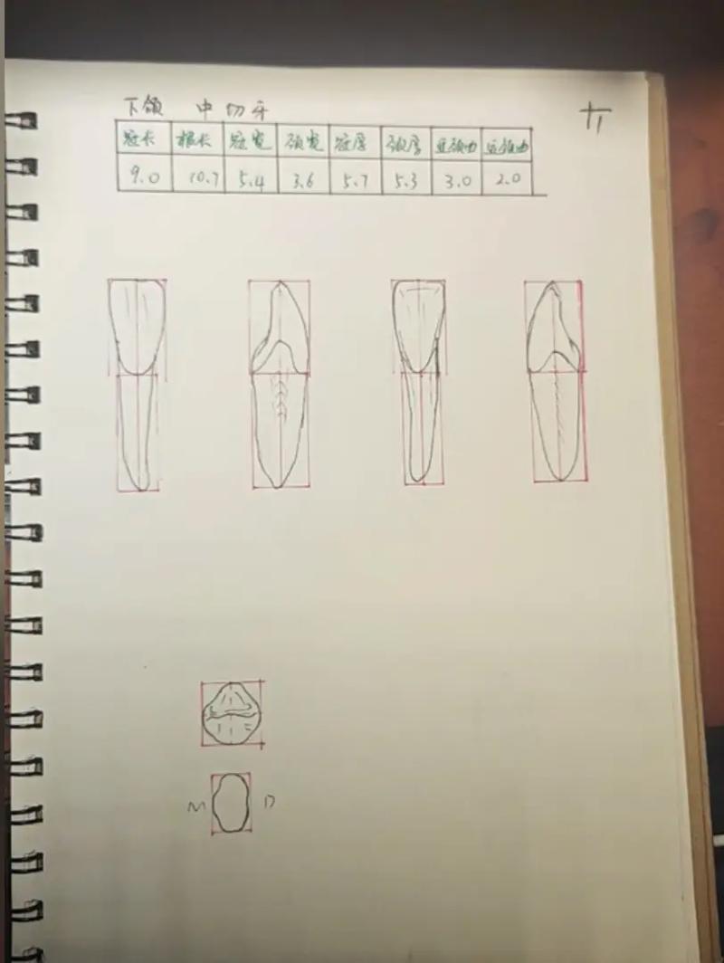 乳下颌中切牙拔除的方法步骤有哪些?-图2 乳下颌中切牙拔除的方法步骤有哪些?-图2