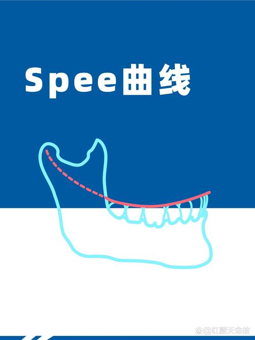 正畸spee曲线是什么-图1