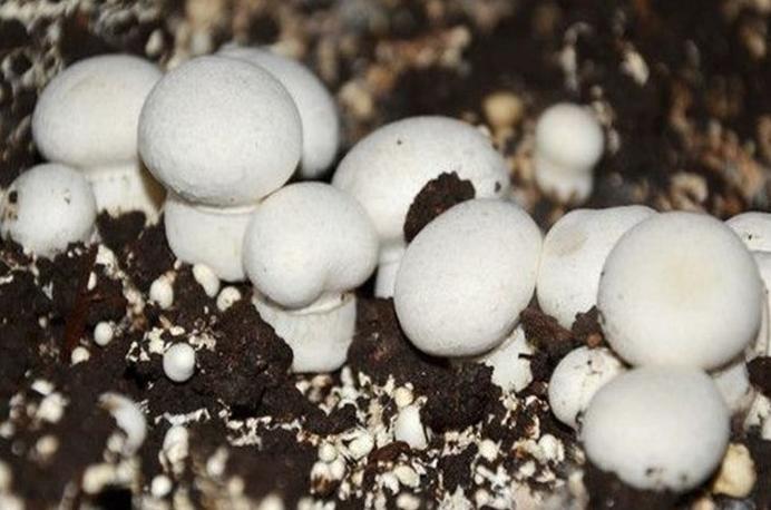 口磨种植方法图片欣赏，图片能清晰展示有哪些具体种植步骤和技巧？-图3