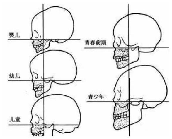 正畸与颅面生长发育图-图1