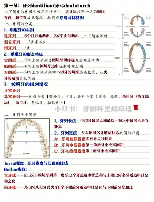 牙列的三种基本类型分别是什么？-图3