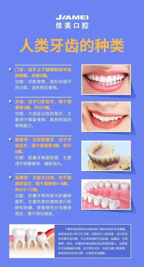 牙列的三种基本类型分别是什么？-图1