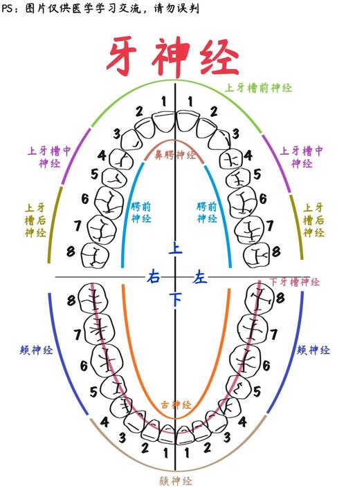 治牙神经疼最快的方法是什么?有哪些能快速缓解疼痛的有效手段?-图2 治牙神经疼最快的方法是什么?有哪些能快速缓解疼痛的有效手段?-图2