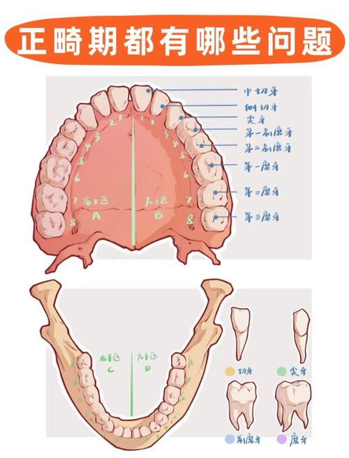 口腔正畸零基础怎么学-图3