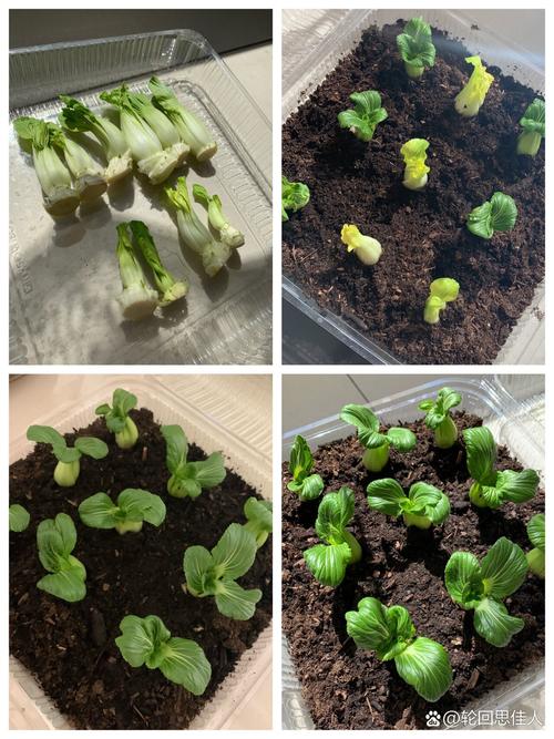 上海种植最简单方法-图2