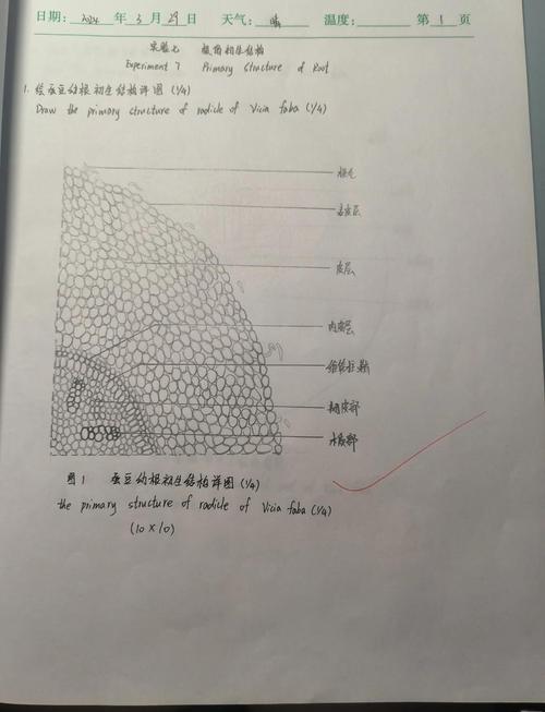 临床中探究根管形态的有效方法有哪些常用技术手段？-图2