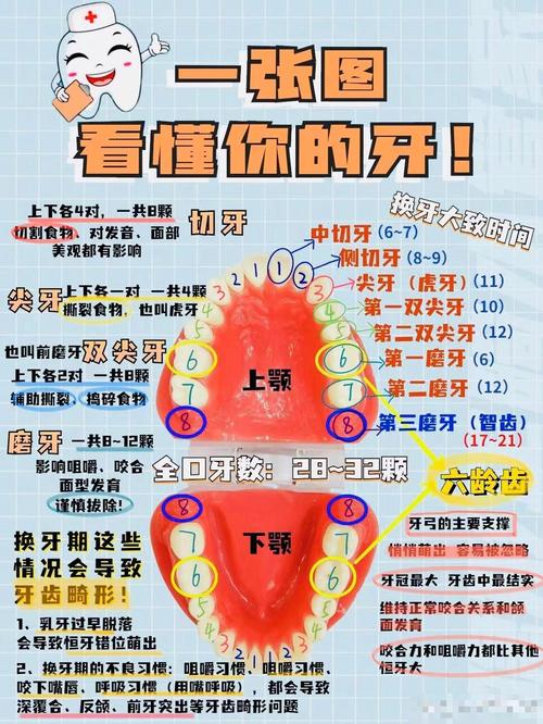 成人正畸一般需要多长时间？-图3