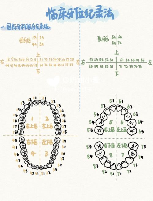 如何正确使用美国牙位记录方法?-图1 如何正确使用美国牙位记录方法?-图1