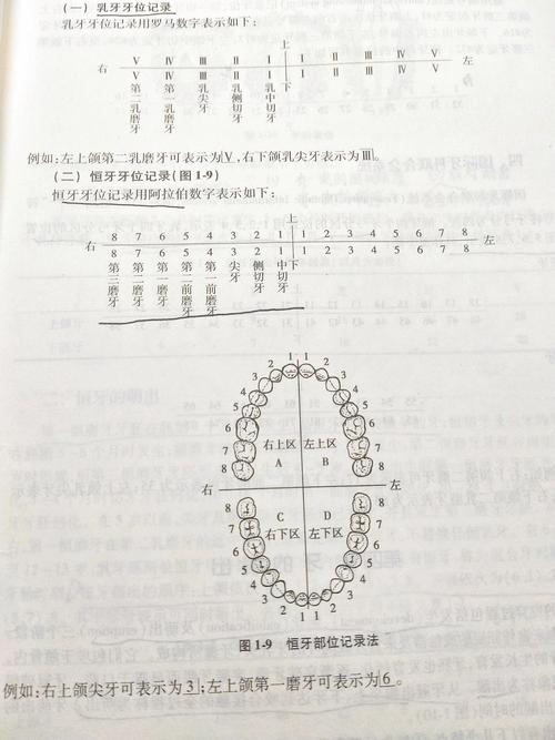 如何正确使用美国牙位记录方法？-图2