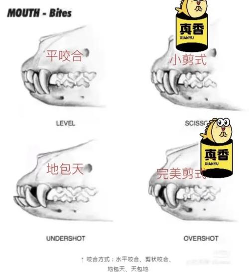 咬合关系转移的方法-图2