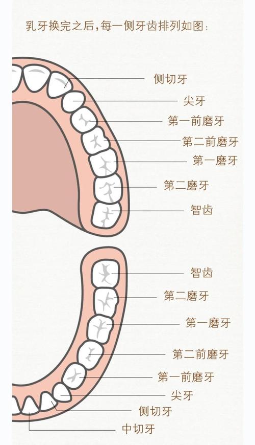多颗牙齿缺失后,有哪些修复方法?哪种更适合不同情况?需要注意哪些问题?-图1 多颗牙齿缺失后,有哪些修复方法?哪种更适合不同情况?需要注意哪些问题?-图1